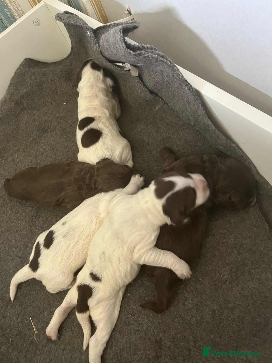 Sprocker dogs for sale: Beautiful Sprocker puppies  - Image 38