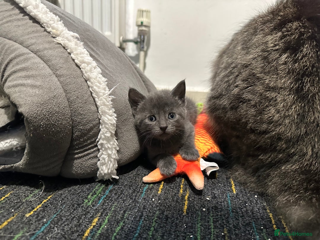Domestic Shorthair cats for sale: Cute kittens in Dagenham - Image 9