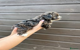 Yorkiepoo dogs for sale: 🐾 Tiny Yorkiepoo Puppies – Ready 29th August! 🐾 - Image 2