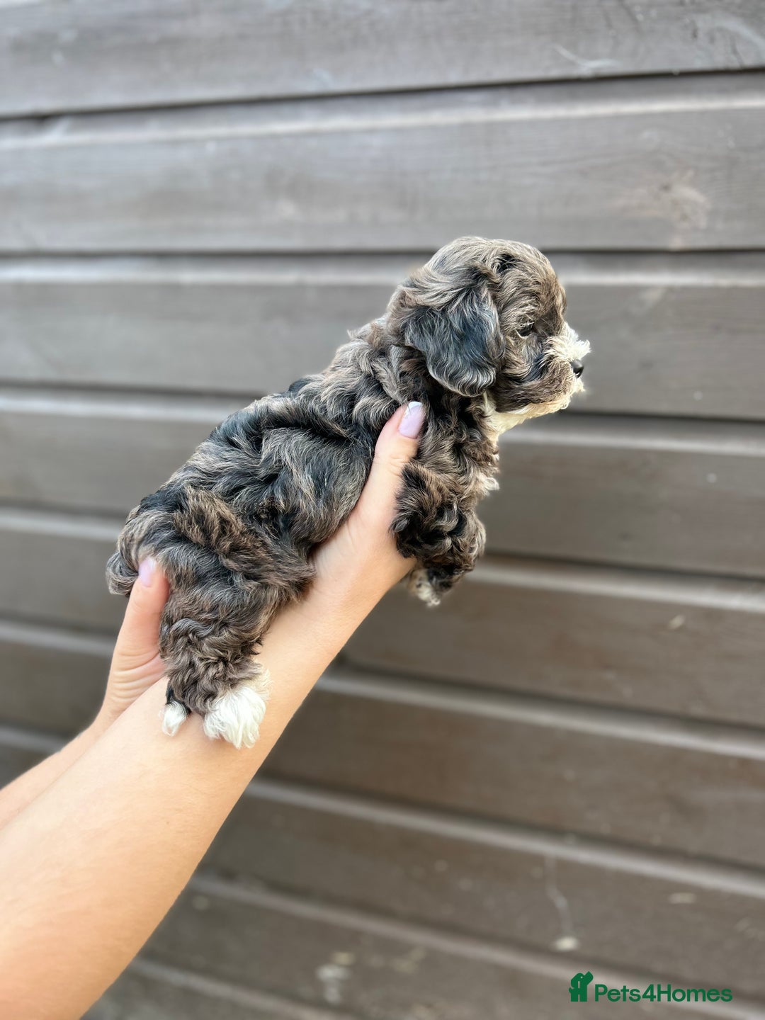 Yorkiepoo dogs for sale: 🐾 Tiny Yorkiepoo Puppies – Ready 29th August! 🐾 - Image 2