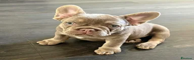 French Bulldog 4