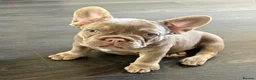 French Bulldog dogs for sale: Ready to go! Top quality French bulldogs  - Advert 25