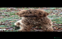 Lagotto Romagnolo dogs for sale: Quality lagotto pups - Image 9