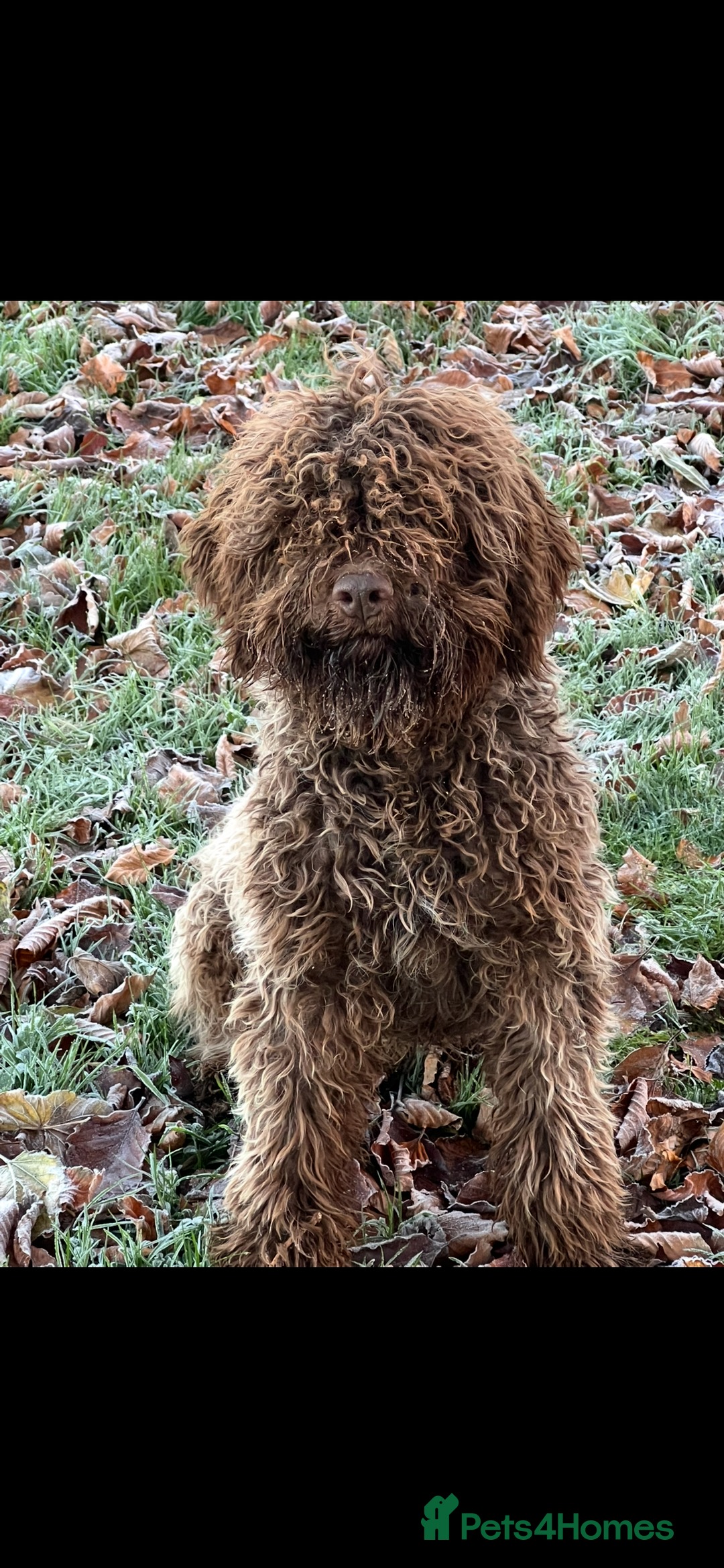 Lagotto Romagnolo dogs for sale: Quality lagotto pups - Image 9