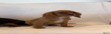 Cavalier King Charles Spaniel Puppy 1