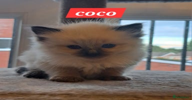 Ragdoll cats - Advert 3