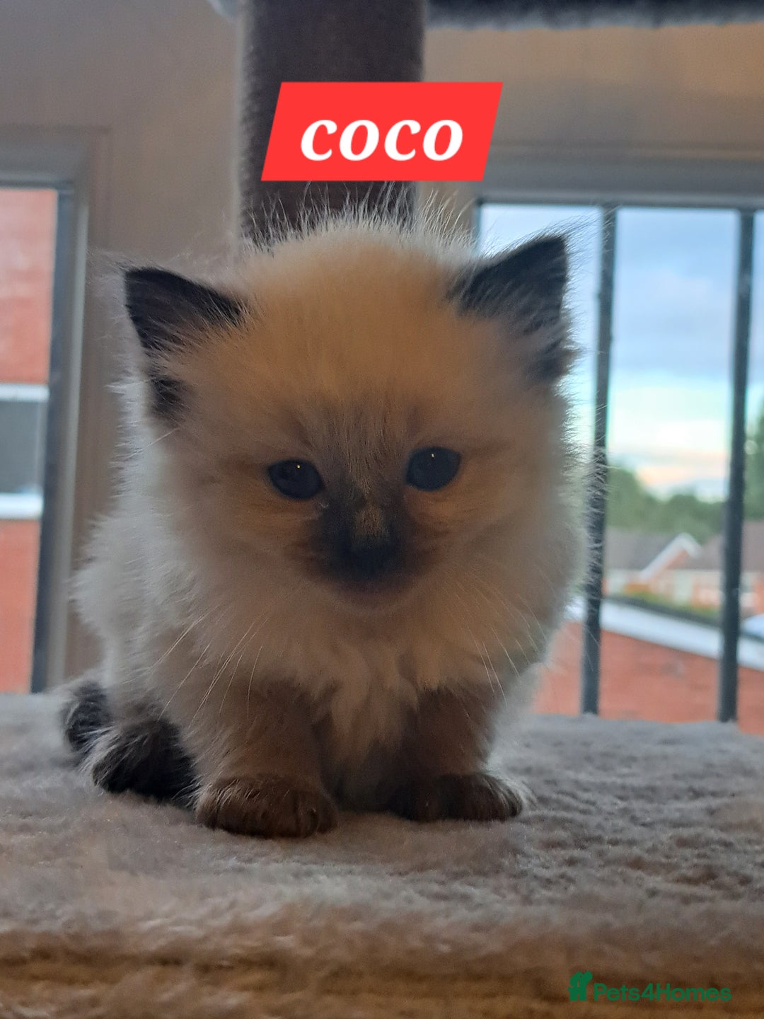 Ragdoll cats for sale: Ragdoll babies very affectionate  - Image 2