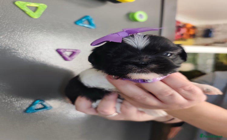 Shih Tzu dogs - Advert 2