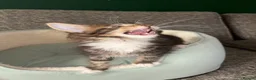 Maine Coon cats for sale: GCCF Maine Coone kittens, tested, vacc, vet check - Advert 6