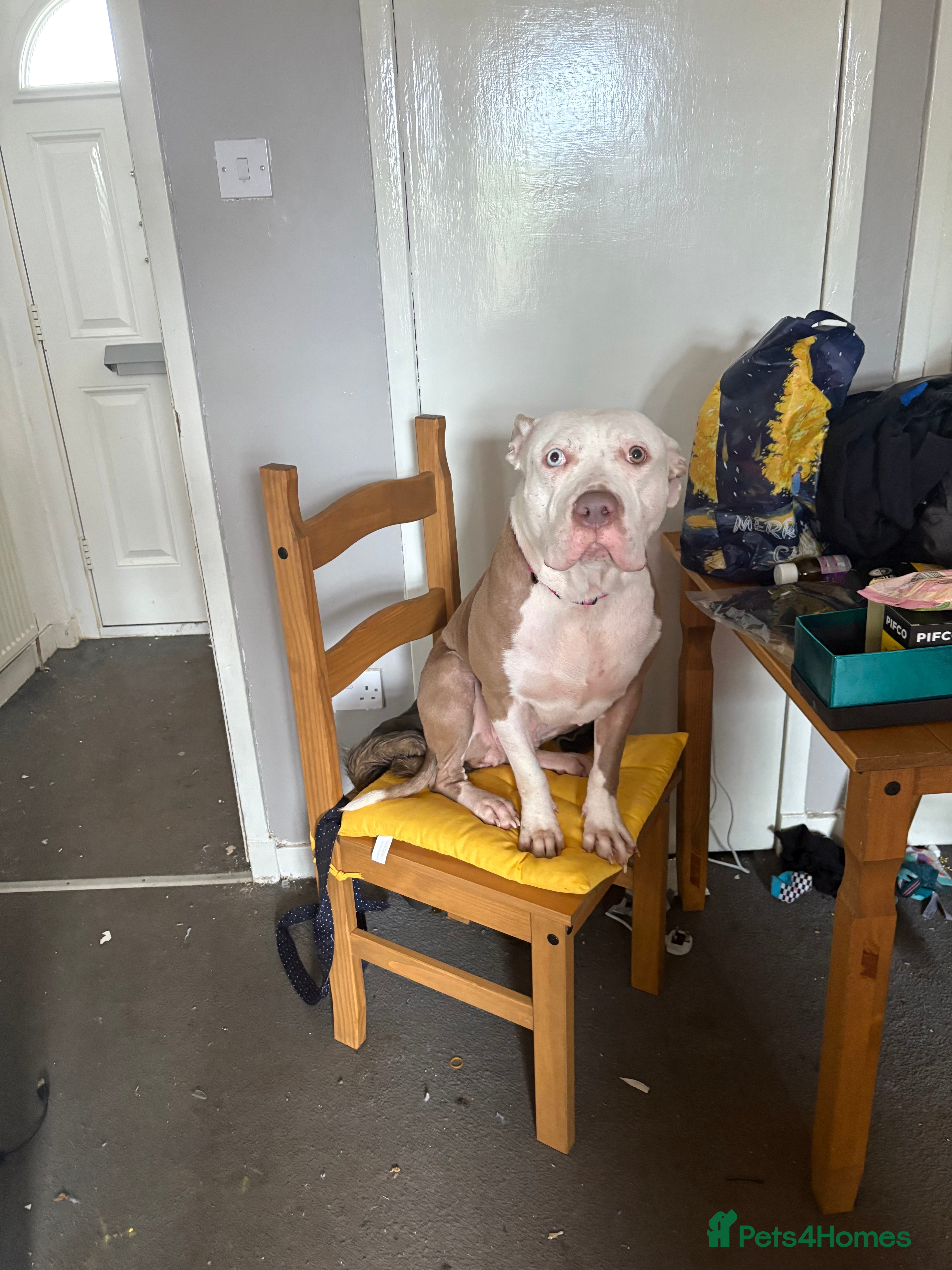 Mixed Breed dogs Rehoming  - Advert 12