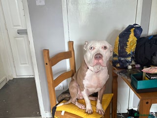 Mixed Breed dogs Rehoming - Advert 3