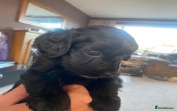 Cockapoo dogs for sale: Cockerpoo puppies Two Boys - Advert 6