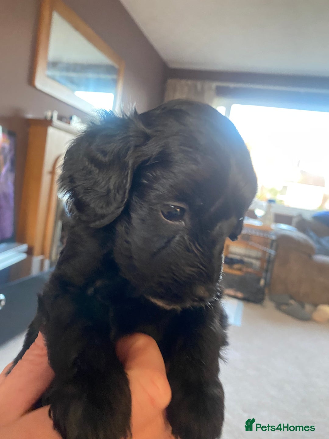 Cockapoo dogs for sale: Cockerpoo puppies Two Boys - Advert 6