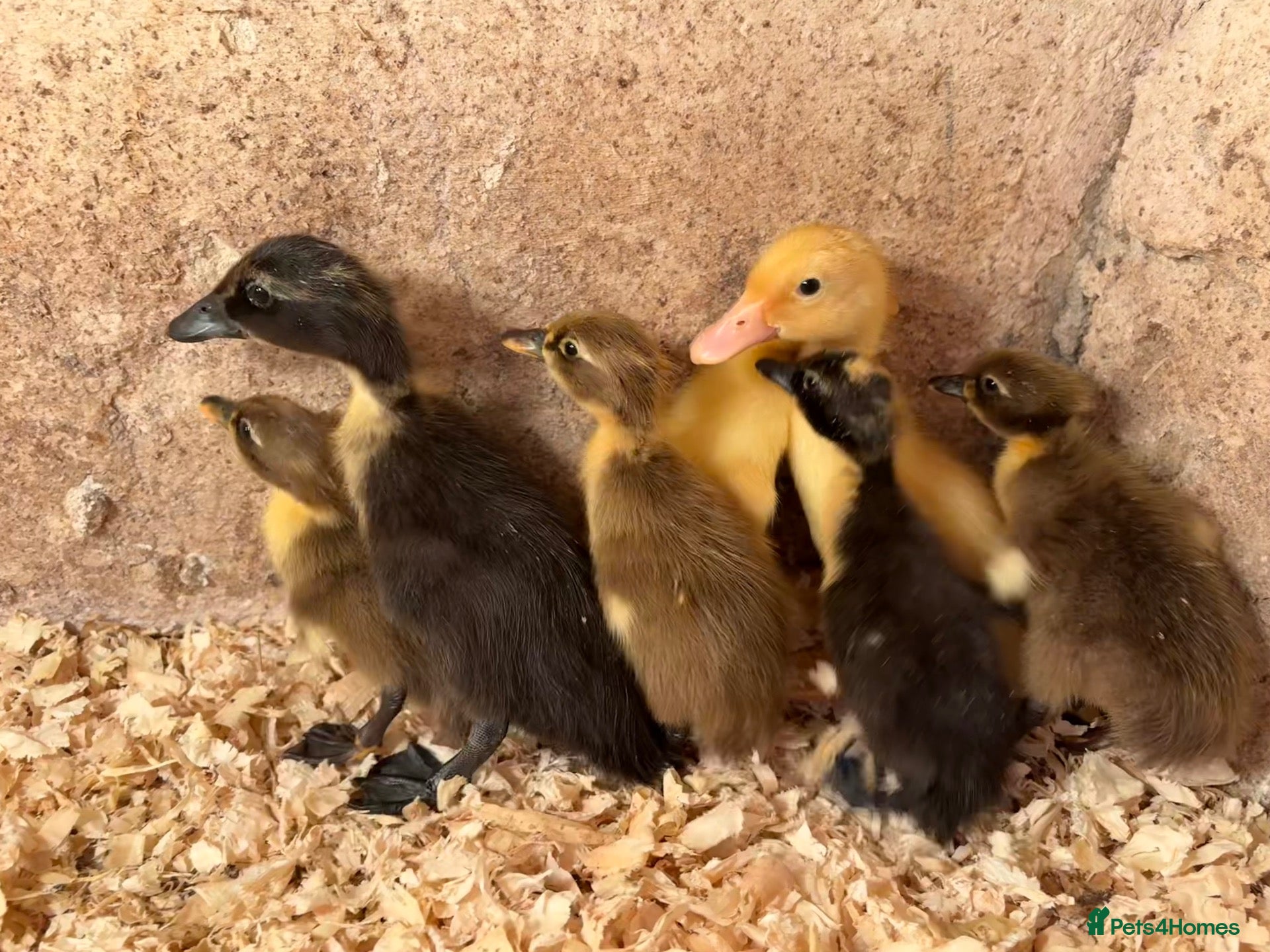 Ducks poultry Indian runner ducklings available  - Advert 1