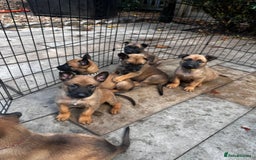 Belgian Shepherd Dog dogs for sale: Belgian malinois puppies - Image 17