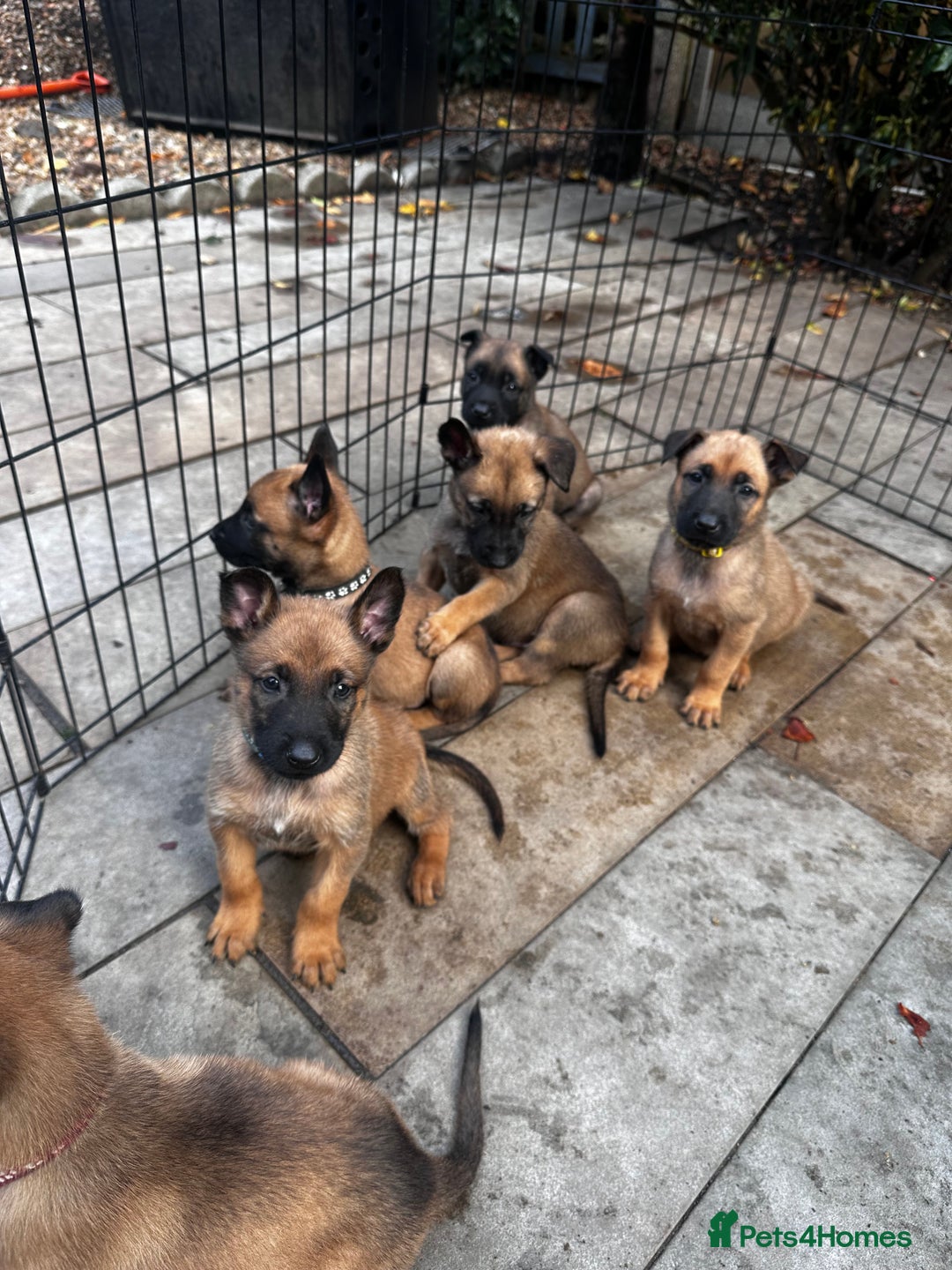 Belgian Shepherd Dog dogs for sale: Belgian malinois puppies - Image 17