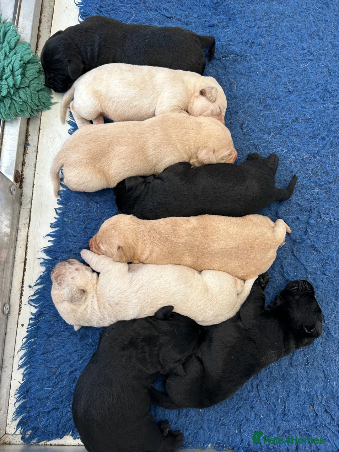 Labrador Retriever dogs for sale: KC registered Labrador pups - Advert 2