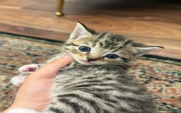 British Shorthair cats for sale: British shorthair mixed with tabby - Image 7