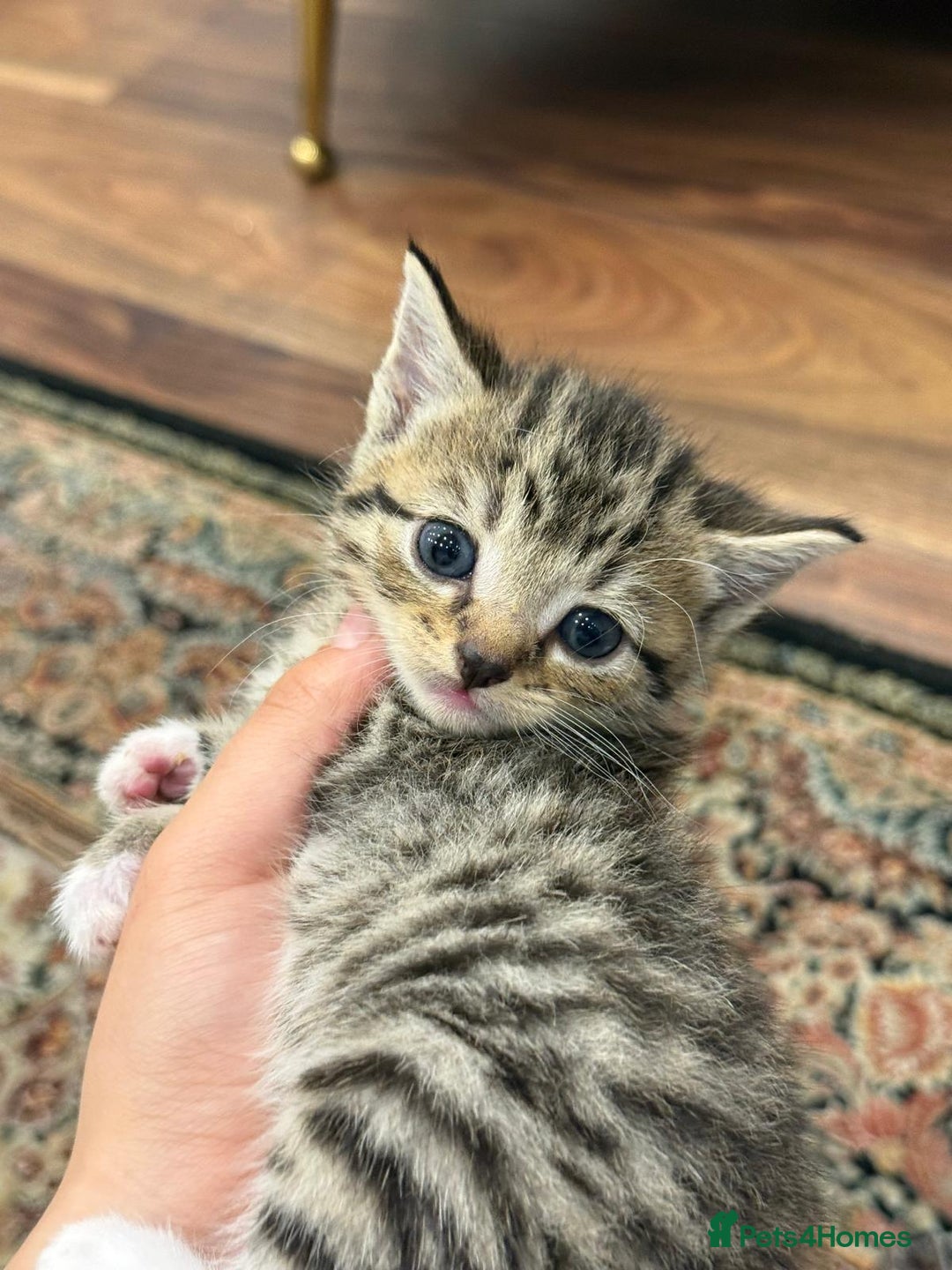 British Shorthair cats for sale: British shorthair mixed with tabby - Image 7