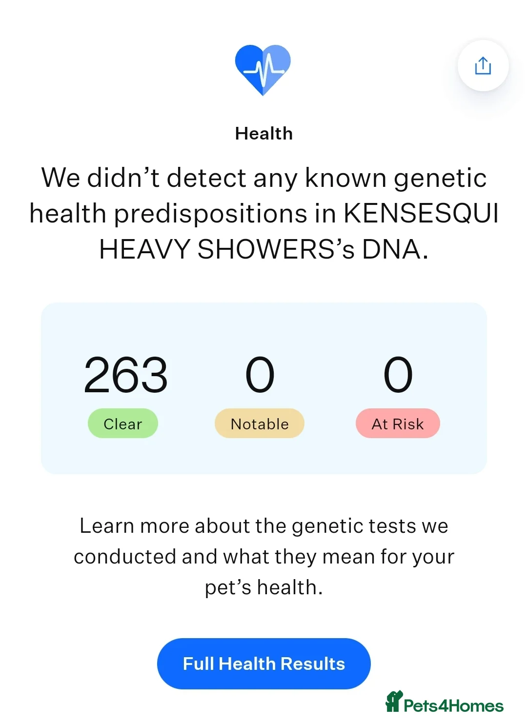 Border Terrier dogs for stud: K.c reg, Red Grizzle Border Terrier STUD ONLY in Uckfield - Advert 5