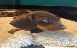 Miniature Dachshund dogs for sale: Mini chocolate Dachshunds in Luton - Image 1