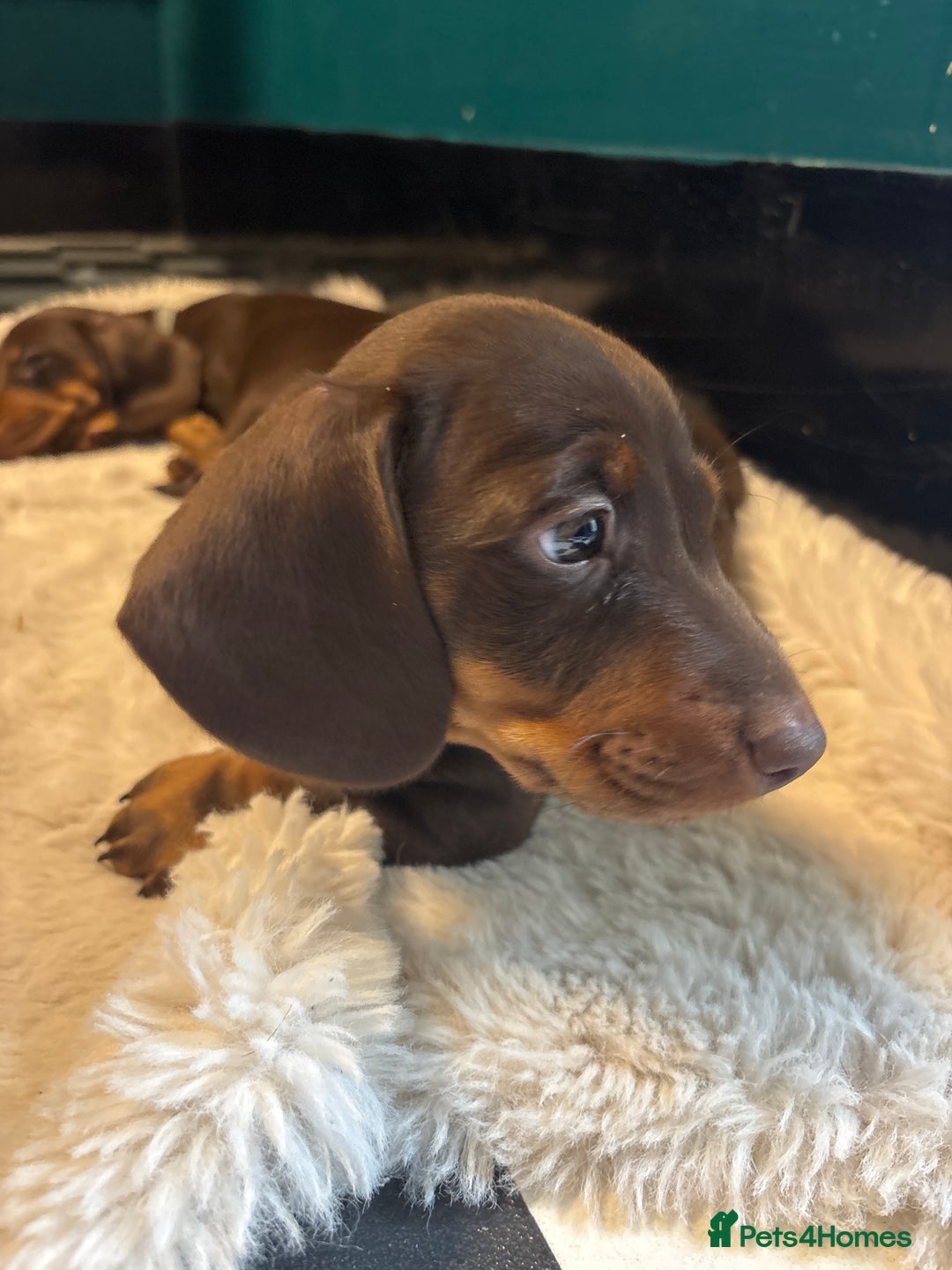 Miniature Dachshund dogs for sale: Mini chocolate Dachshunds in Luton - Image 1