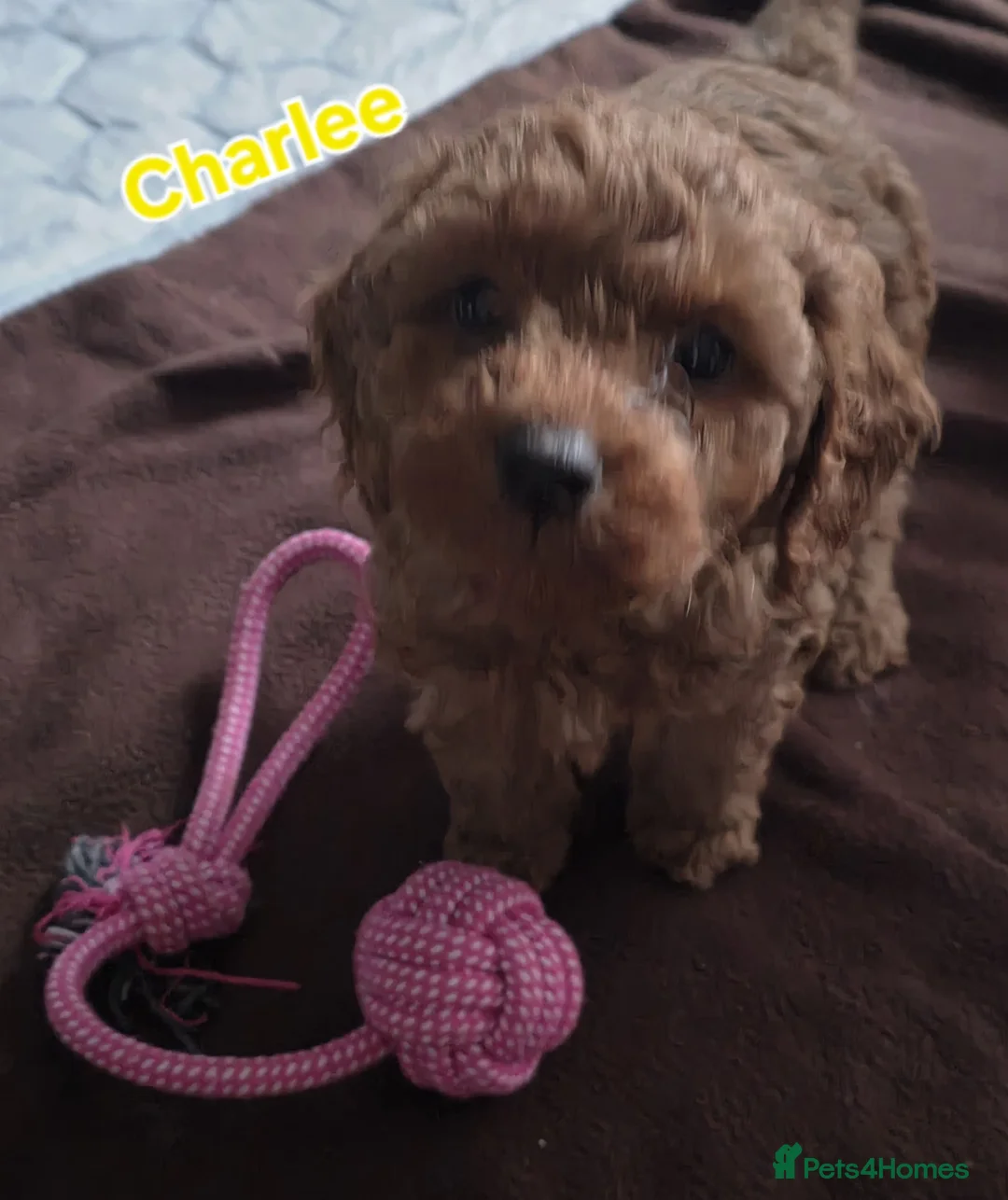 Cavapoo dogs for sale: Cavapoos Fb3. - Advert 35