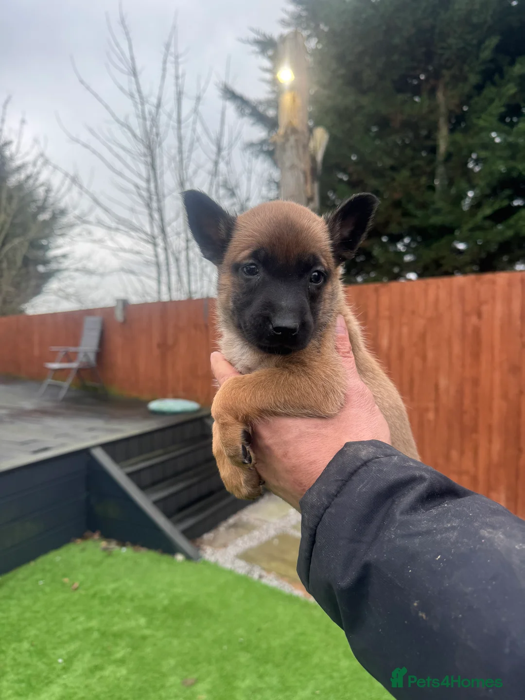 Belgian Shepherd Dog dogs for sale: Belgian Malinois Puppies - Advert 11