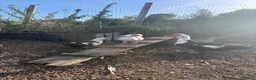 Waterfowl poultry for sale: Various Trios Muscovy ducks - Advert 1