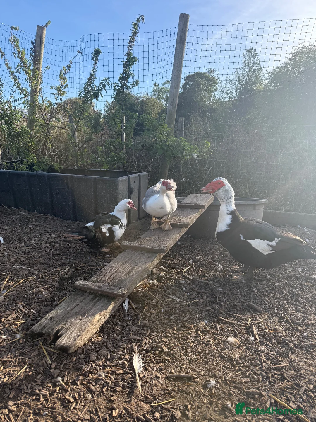 Waterfowl poultry for sale: Various Trios Muscovy ducks - Advert 1
