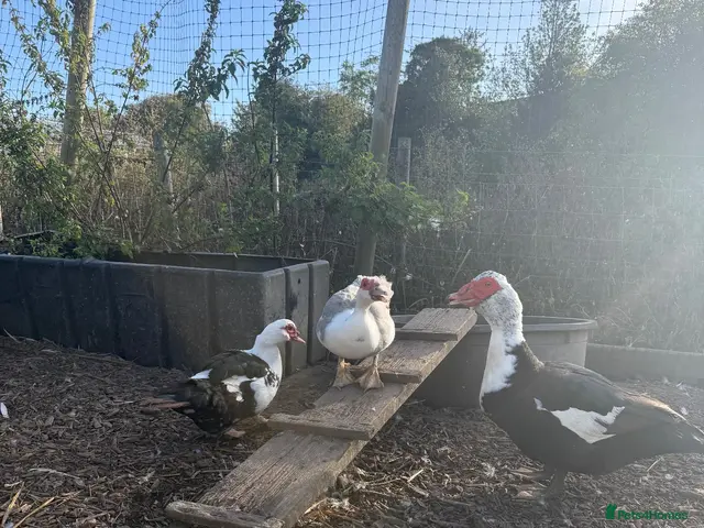 Waterfowl poultry for sale: Various Trios Muscovy ducks - Advert 3