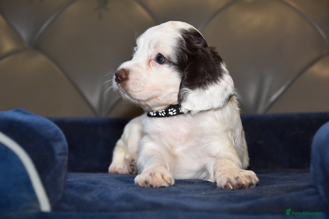 Cocker Spaniel dogs for sale: Kc Reg Health Tested Cocker Spaniel Puppies - Advert 29
