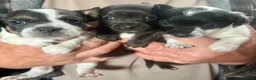 Mixed Breed dogs for sale: stunning tiny Chihuahua X terrier puppies - Advert 1