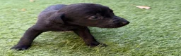 Mixed Breed dogs for sale: Bedlington whippet in Bradford - Advert 17