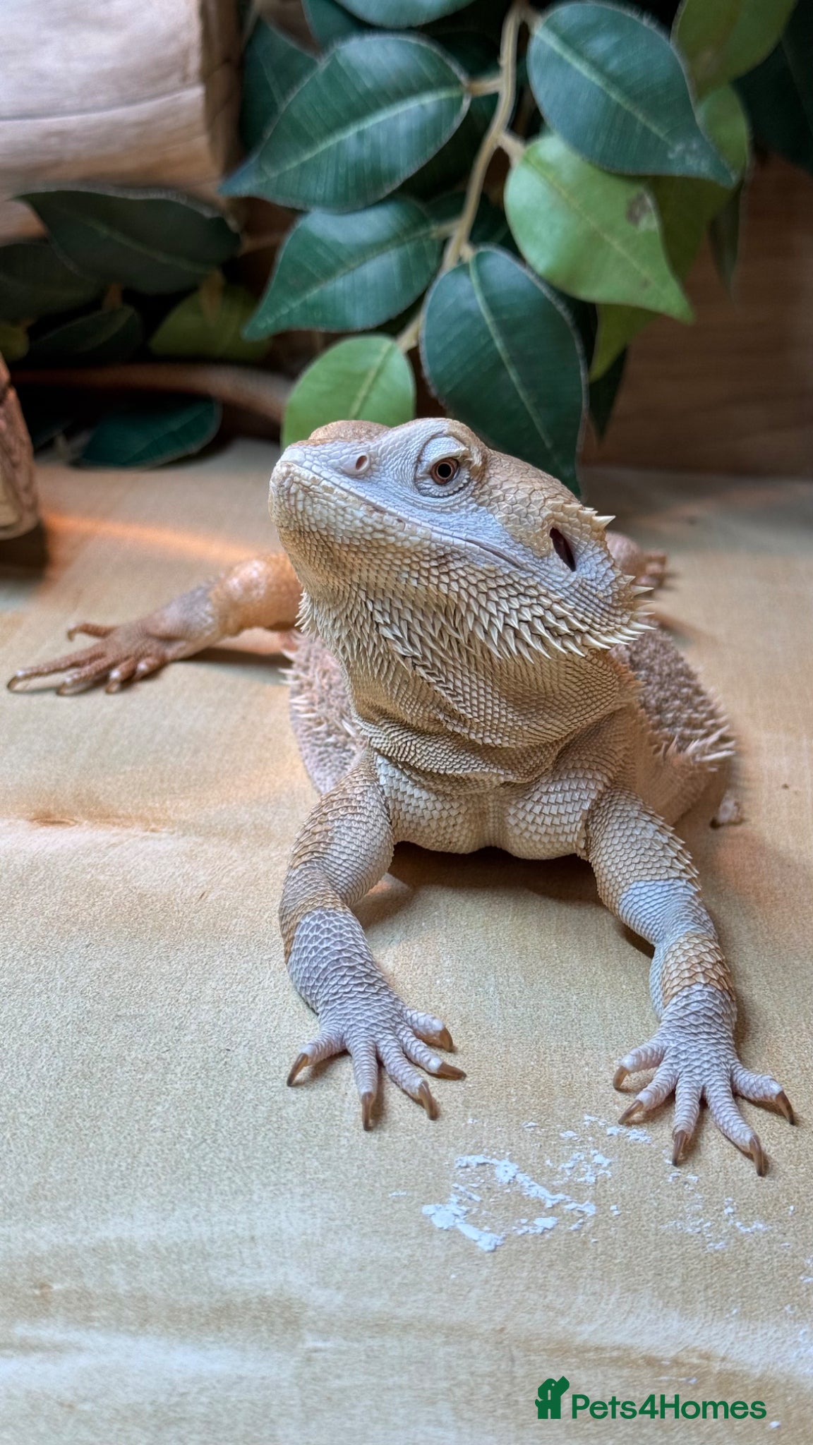 Bearded Dragon reptiles Healthy Male 4yo Zero Bearded Dragon + Full Setup - Advert 8