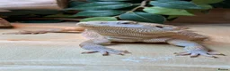 Bearded Dragon reptiles for sale: Healthy Male 4yo Zero Bearded Dragon - Advert 1