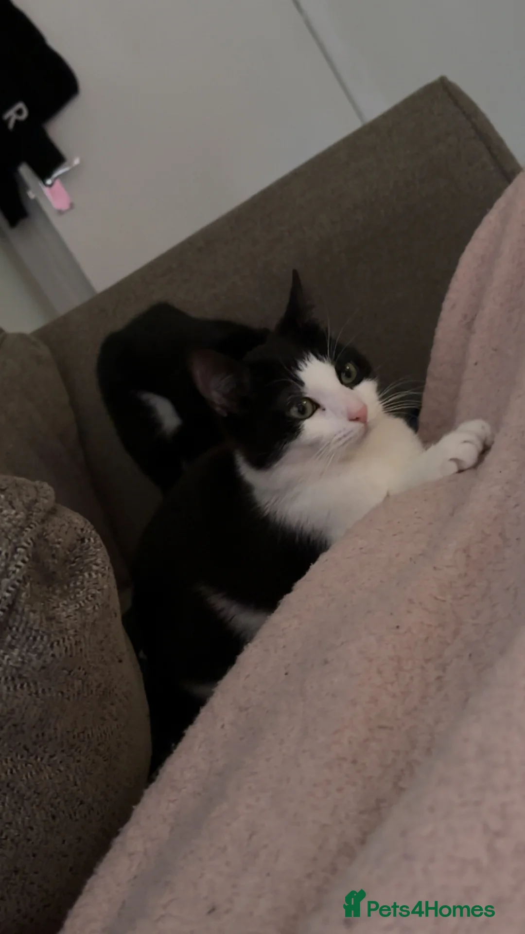 British Shorthair cats for sale: 2 female cats  in Nuneaton - Advert 9