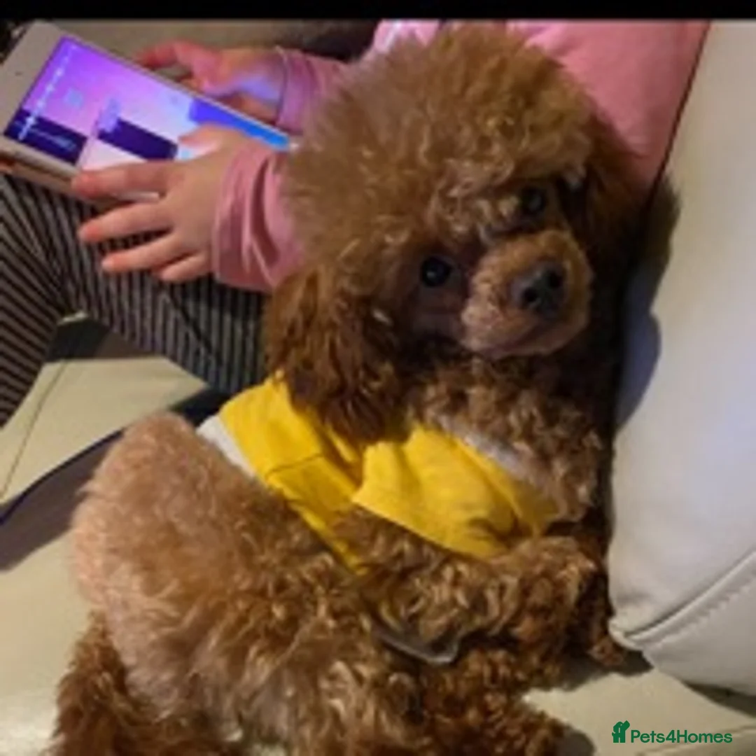 Toy Poodle dogs for stud: Tiny Red KC Toy Poodle (STUD) in Warrington - Advert 5