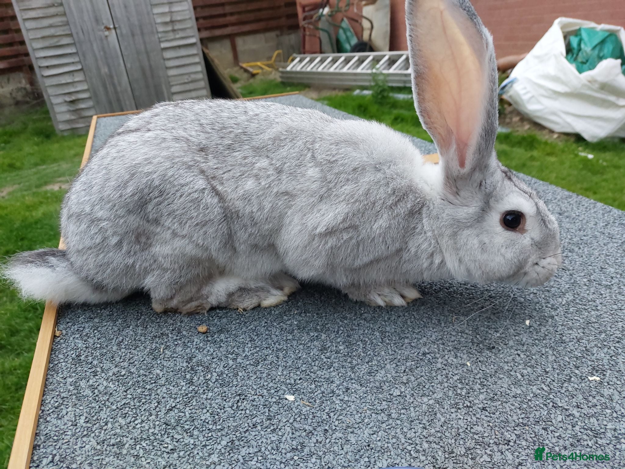 Continental Giant rabbits Young Male continental giant rabbit - Advert 1