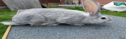 Continental Giant rabbits for sale: Young Male continental giant rabbit - Advert 1