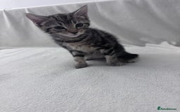 Mixed Breed cats for sale: Cute kittens looking for nice home  - Image 30