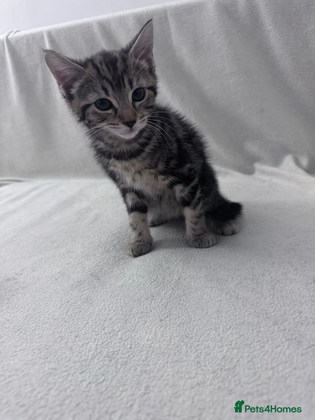 Mixed Breed cats for sale: Cute kittens looking for nice home  - Image 30