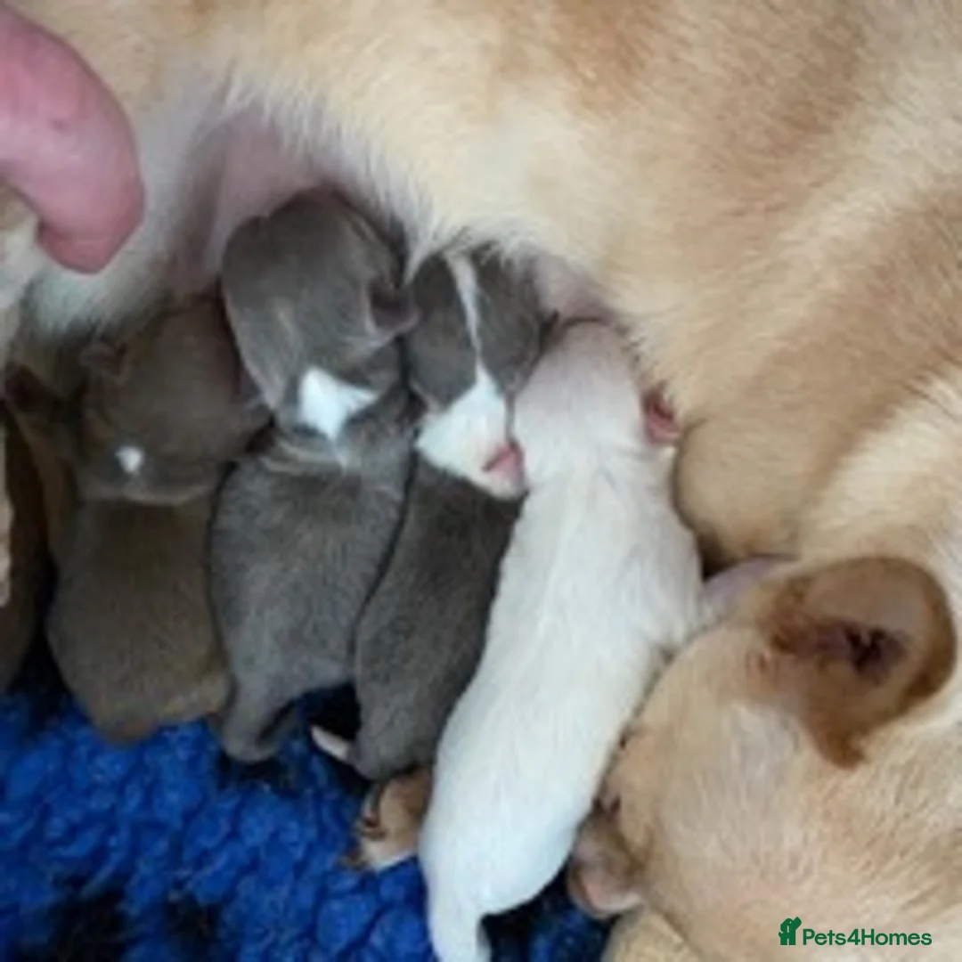 Chihuahua dogs for stud: KC STUD BOYS . STUD ONLY.  in Mansfield - Advert 12