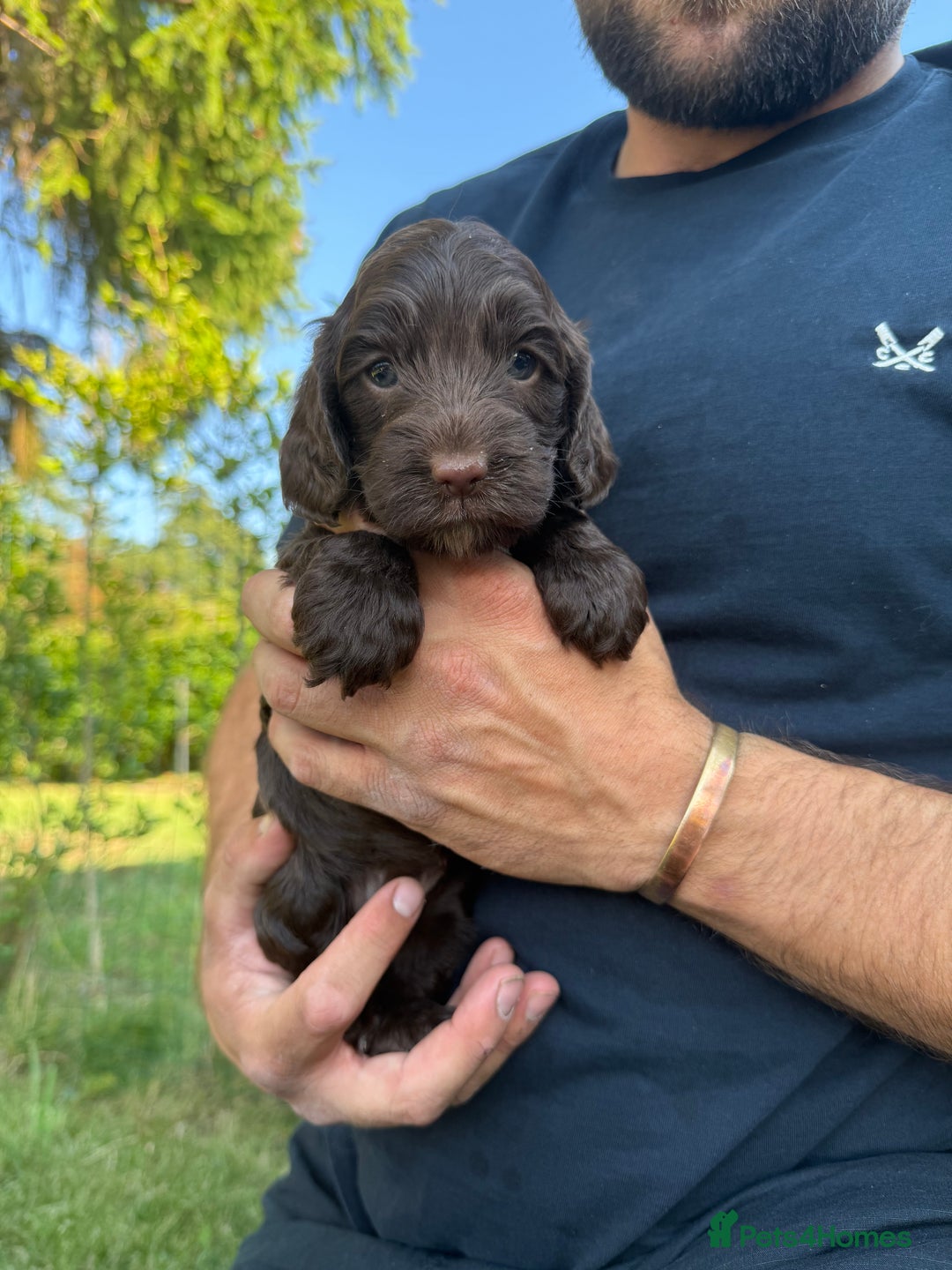 Cockapoo dogs for sale: F1 Cockapoo Puppy’s  - Image 6