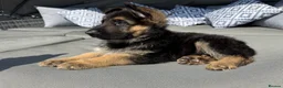 German Shepherd dogs for sale: 🐾 Beautiful kc German shepherd puppies🐾 - Advert 9