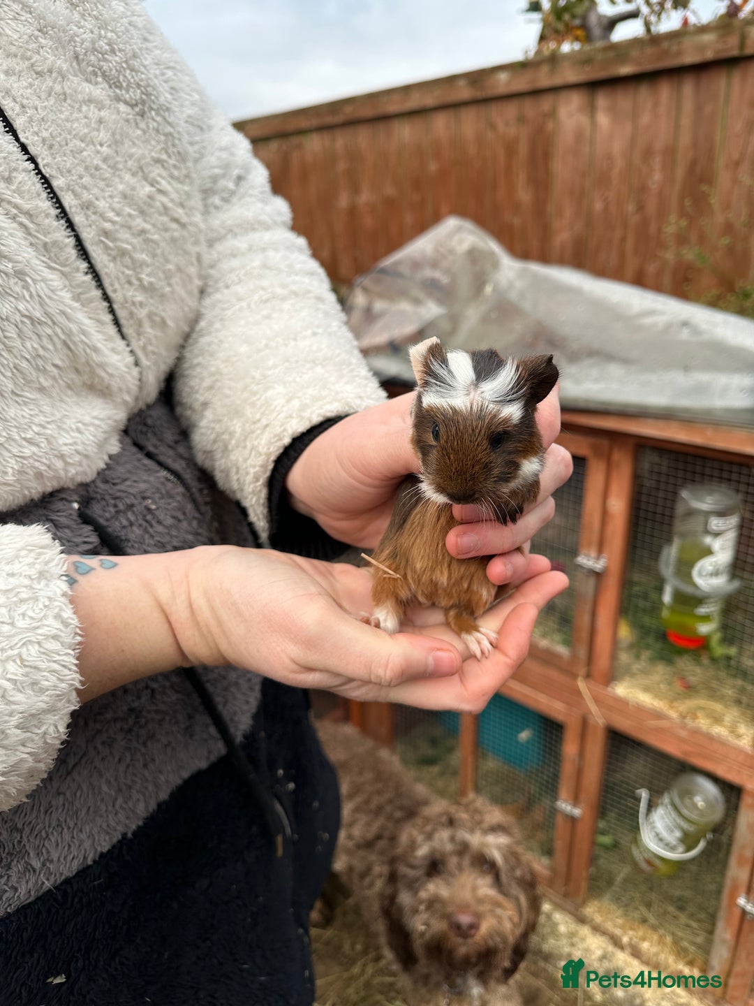 Guinea Pig rodents for sale: Male baby’s  - Advert 3