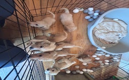 Mixed Breed dogs for sale: Beautiful litter of golden labradoodles - Image 2