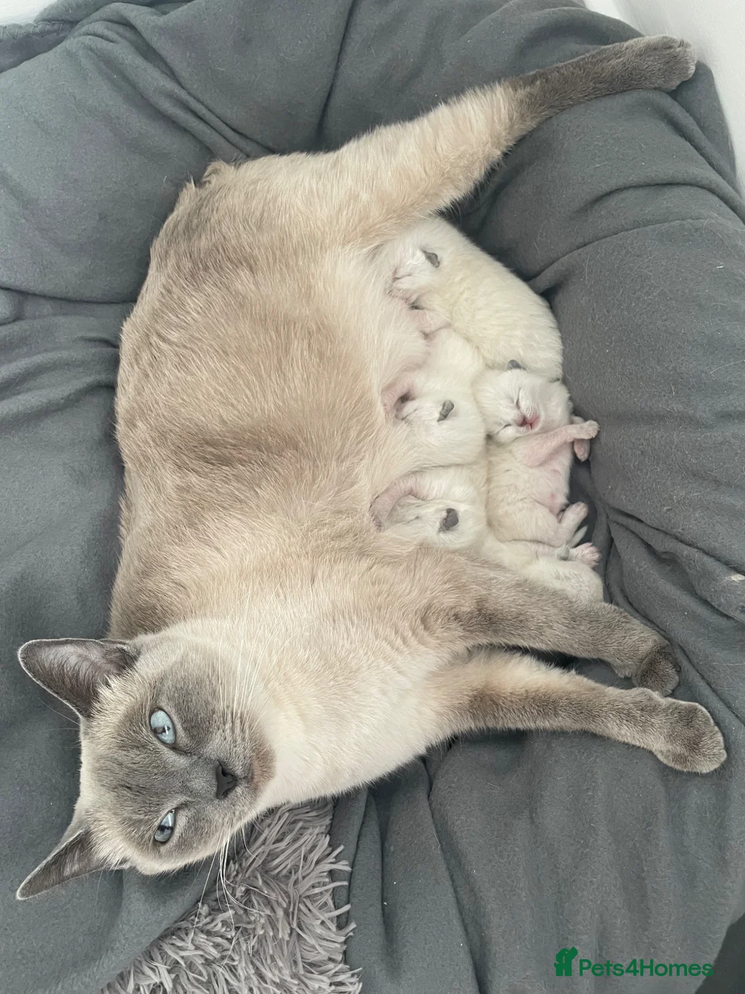 Ragdoll cats for sale: Last Gorgeous Ragdoll Girl Kitten Available 🐾✨ - Advert 10