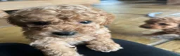 Toy Poodle dogs for sale: Apricot Beauties!  - Advert 7
