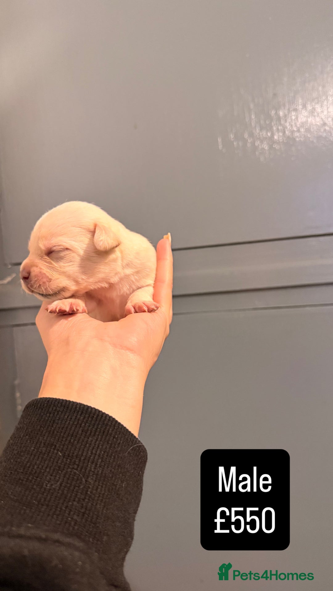 Mixed Breed dogs for sale: Beautiful Frenchie x Labrador puppies  - Advert 6